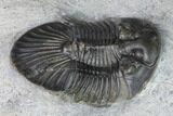 Scabriscutellum Trilobite - Morocco #171519-5